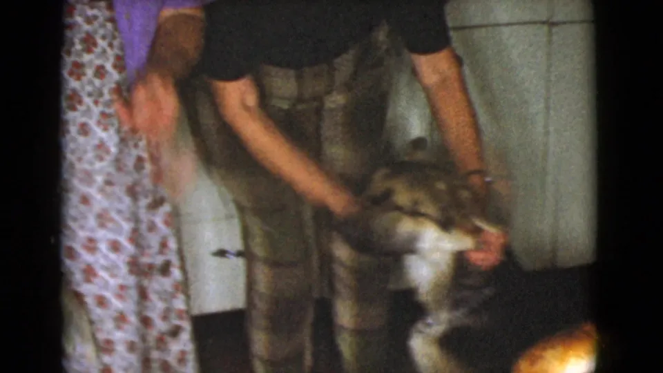 A close, soft 8mm view shows an adult bending over to steady or handle a dog near the floor in a private kitchen.