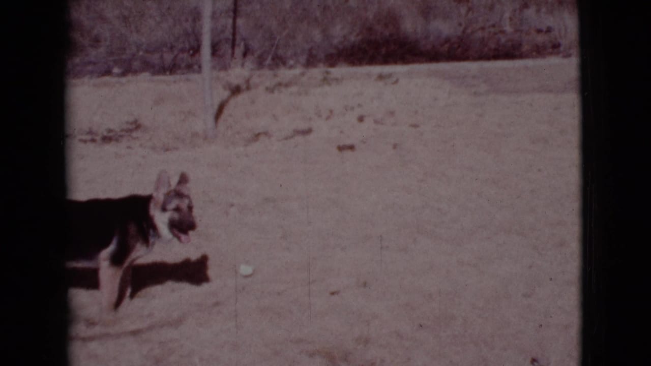 German Shepherd running across a sandy yard in bright sunlight.