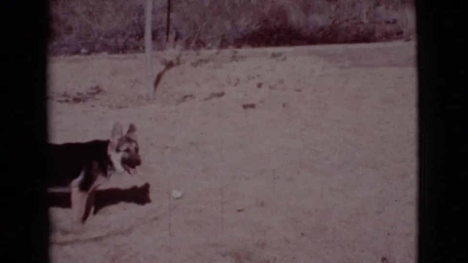 A black-and-tan German Shepherd runs through a sandy Cottonwood, Arizona yard in this 1968 8mm home-movie frame.