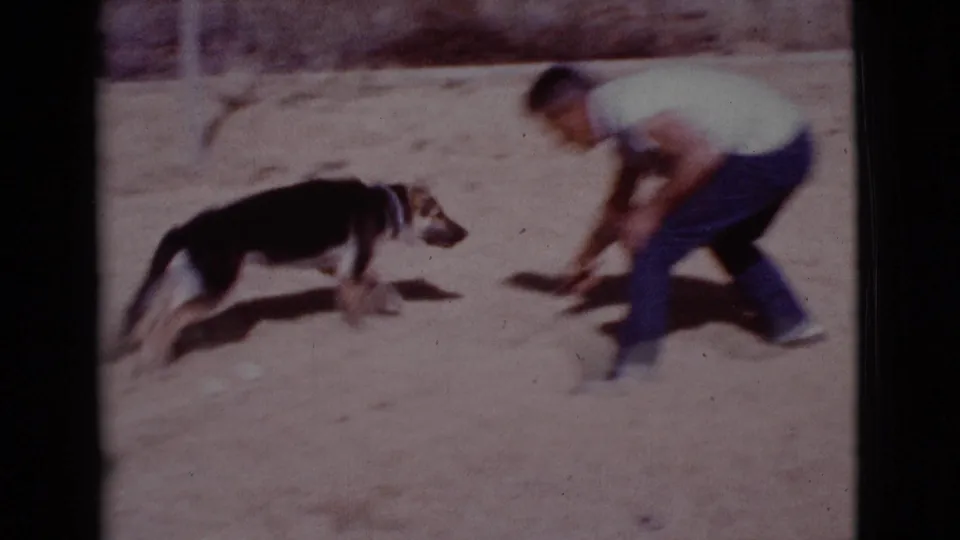A man in a light shirt bends toward a German Shepherd during outdoor play in Cottonwood, Arizona, in 1968.