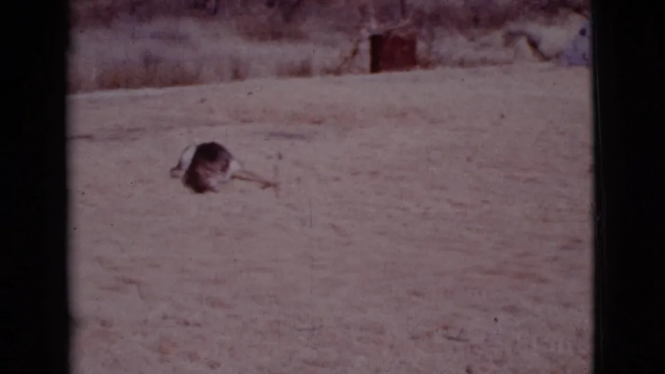 The German Shepherd lowers its head near a small light ball on the sandy yard surface in the 1968 home-movie footage.
