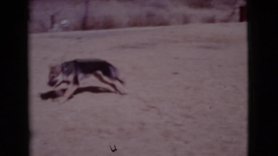 A German Shepherd runs low across the sunlit sandy yard, with the 8mm frame showing faded color and motion blur.
