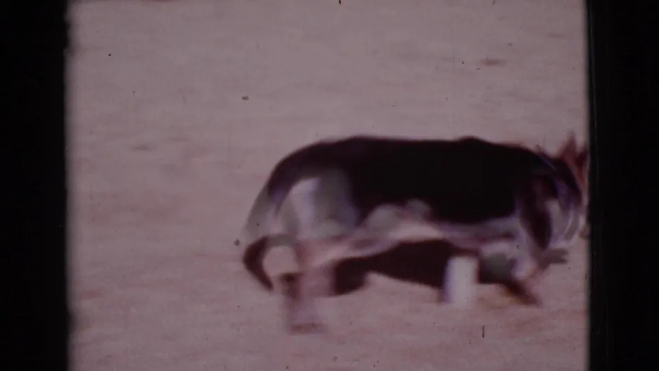 A black-and-white pet dog appears mid-stride or mid-leap on sandy ground in the Cottonwood, Arizona home-movie scene.