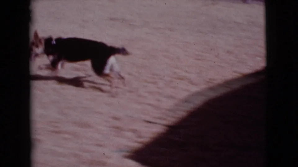 The black-and-white dog runs across the sunlit sandy area, with a large dark shadow crossing the lower part of the 8mm frame.