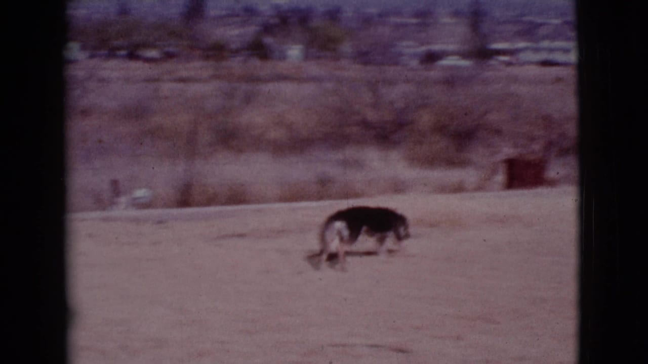 German Shepherd runs alone across sandy ground with distant houses behind.