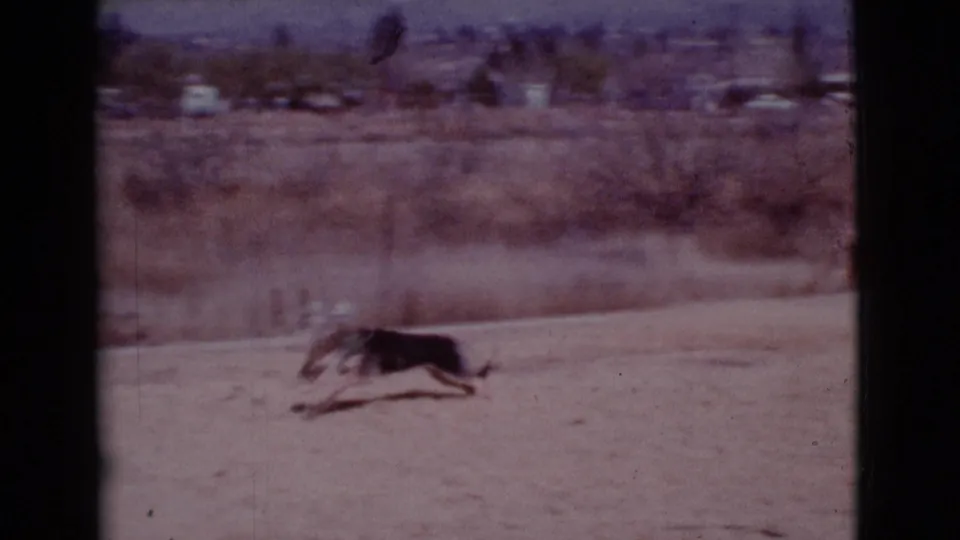 A black-and-white German Shepherd runs low across dusty ground in the 1968 Cottonwood, Arizona home-movie scene.