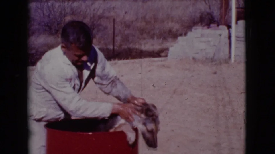 The man leans close to scrub the German Shepherd in the red drum, with a low wall and dry grass behind.
