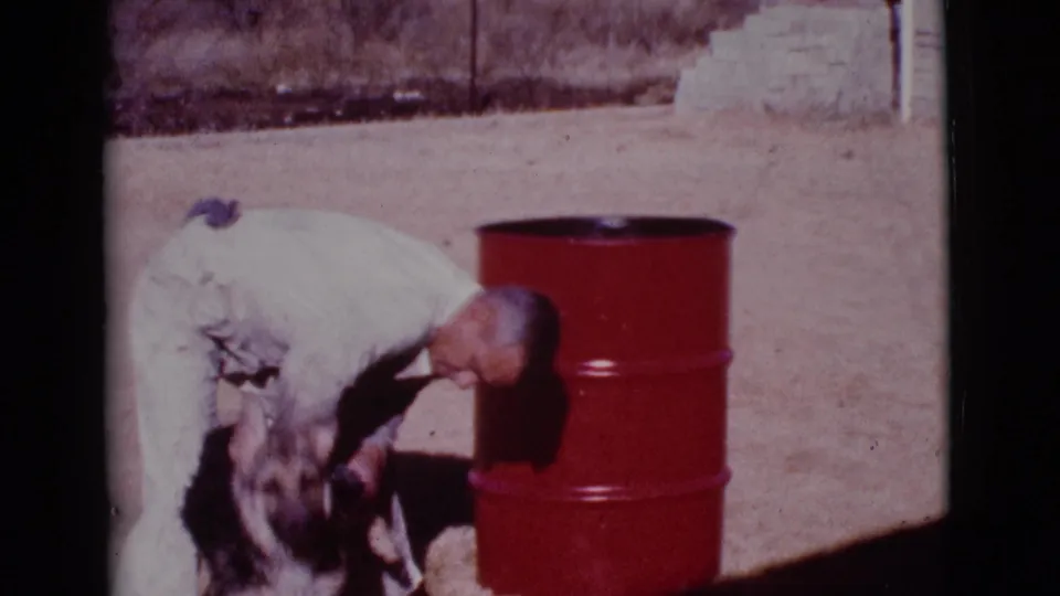 A man in light clothes bends low while the German Shepherd turns in front of him beside the red drum in Cottonwood, Arizona.