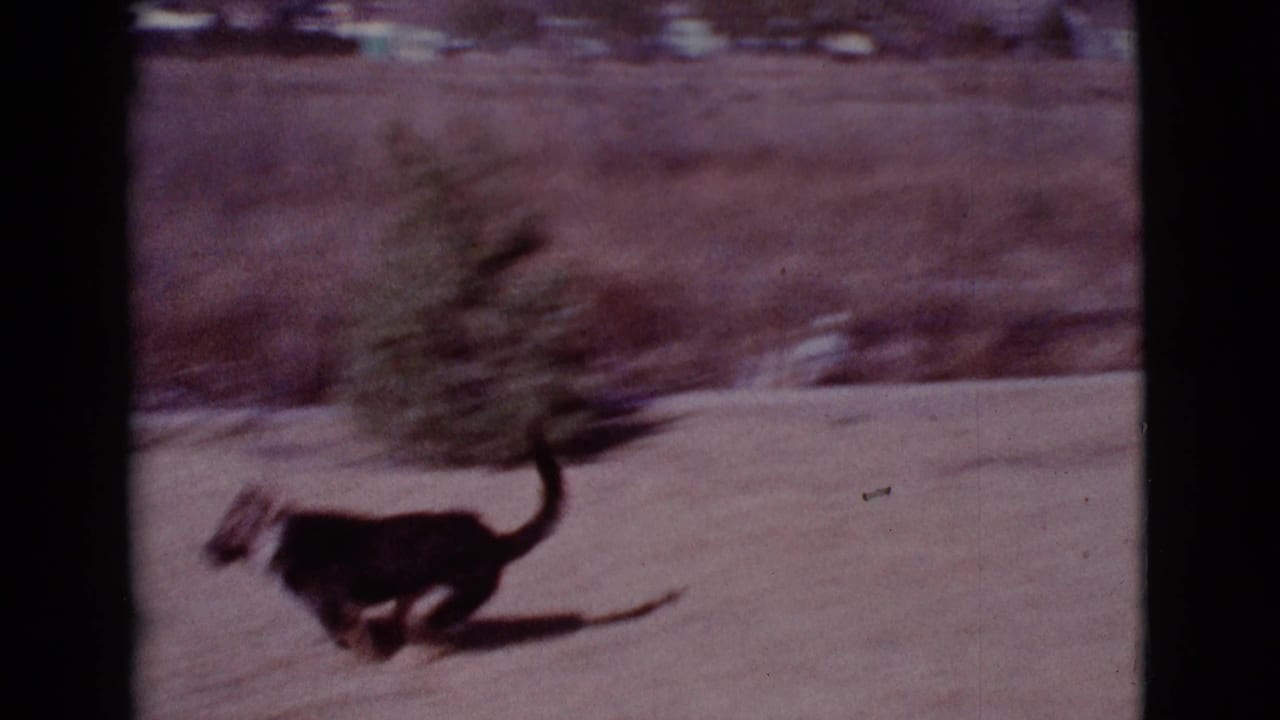 Small dog runs across a dry yard with film-frame borders visible.