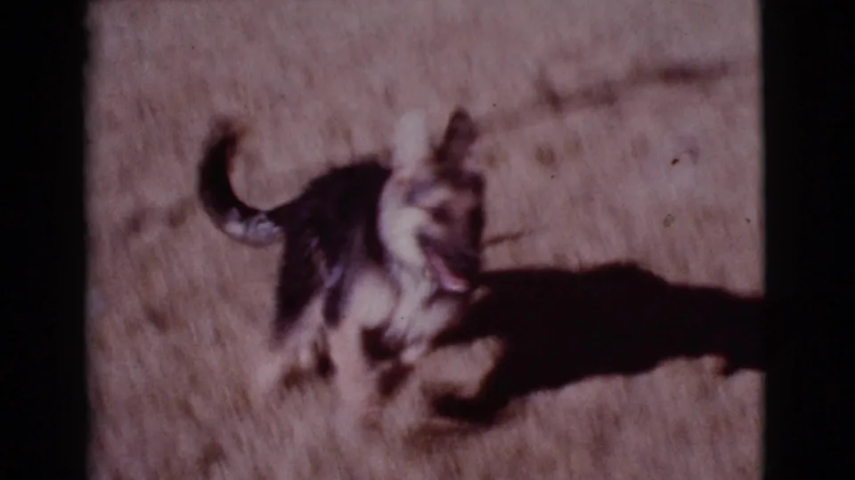 A dog jumps or pivots in the Cottonwood yard, with strong sunlight and visible 8mm film softness.