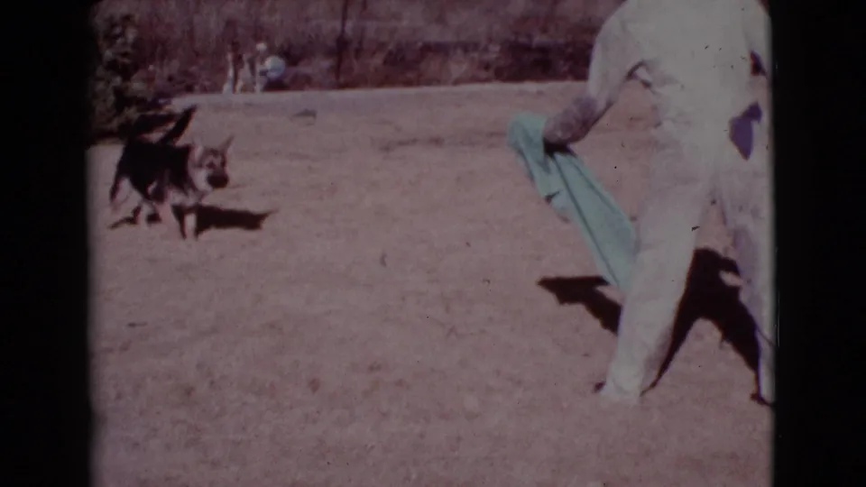 The man swings a pale blue cloth while the dog approaches across the Cottonwood, Arizona yard in 1968 home-movie footage.