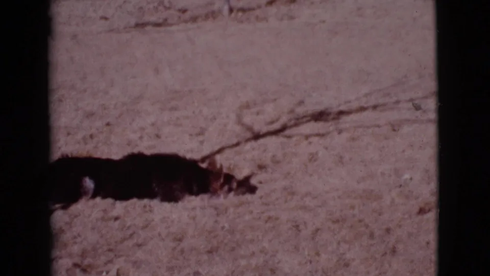 A dark dog moves low to the dry ground in the same outdoor yard, with a loose branch or stick visible across the dusty surface.