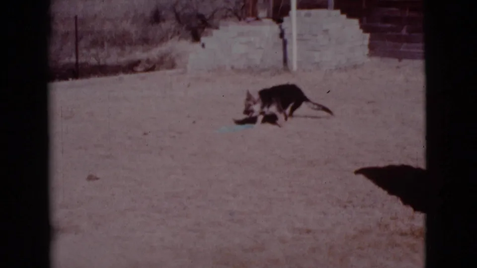 The dog pauses with the green blanket on the dry yard surface, with a low wall or steps and sparse vegetation behind it.