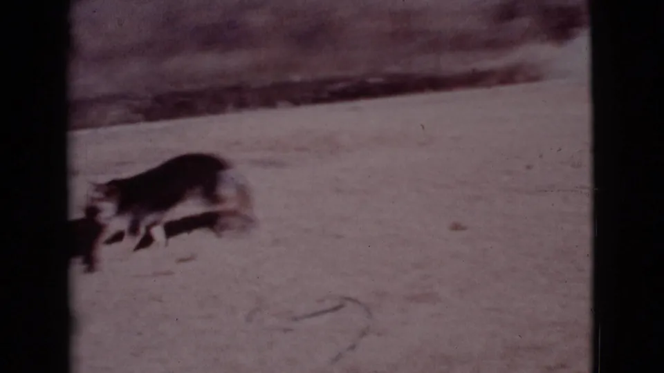 Motion-blurred 8mm frame of the German Shepherd crossing the sunlit Cottonwood yard during play with the green blanket.