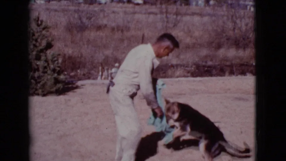 In the 1968 Cottonwood yard scene, a German Shepherd bites or tugs the teal towel as the man bends toward it.
