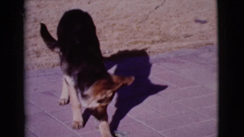 The large black-and-tan dog reaches a paved patio area in the 1968 Cottonwood, Arizona footage, with the teal towel visible near its front paws.