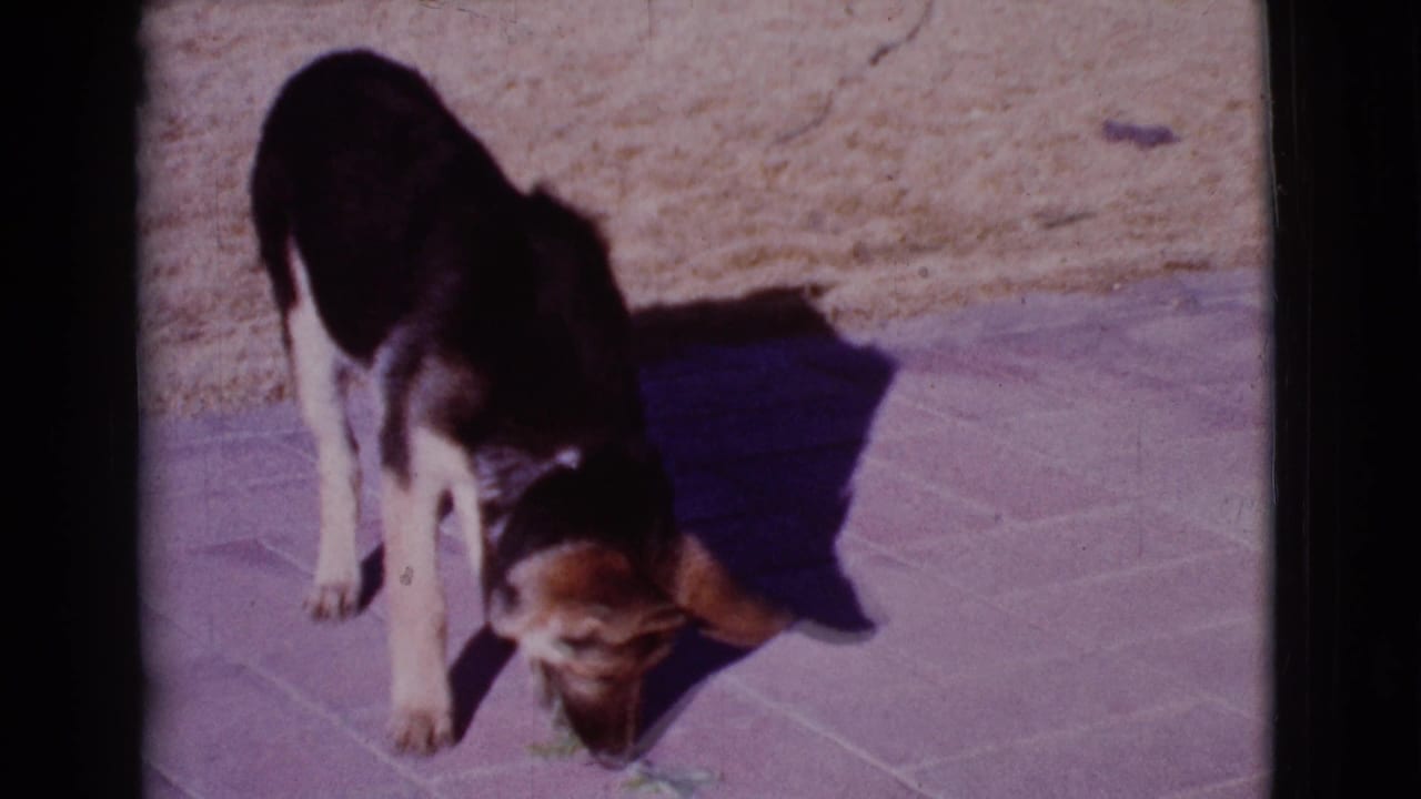 German Shepherd puppy lowers its head toward a sunlit patio.