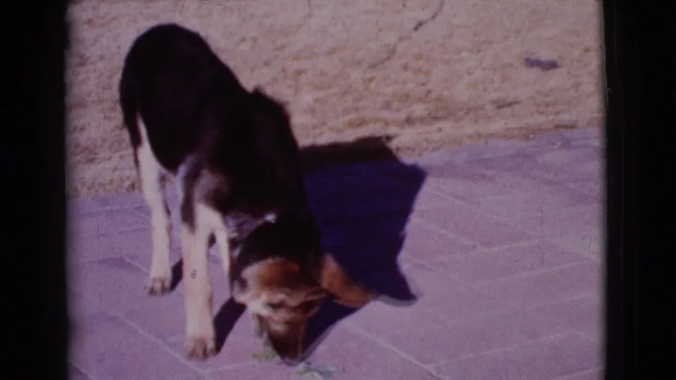 A German Shepherd puppy sniffs near the edge of a paved patio in 1968 Cottonwood, Arizona home-movie footage.