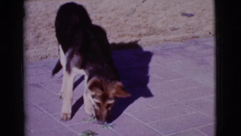 The puppy keeps its nose close to the patio tiles, with a dark shadow cast beside it in the Arizona sun.