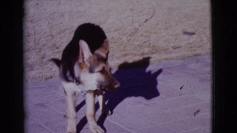 A young German Shepherd turns sideways on the paved patio, framed by faded 8mm color and hard outdoor light.