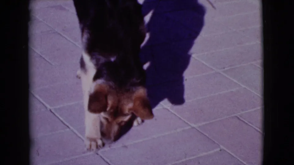 The puppy faces down toward the patio surface, its body and shadow filling the 8mm frame in Cottonwood, Arizona.