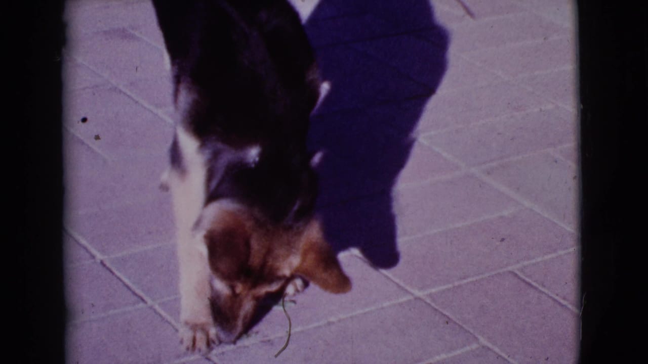German Shepherd puppy bends toward a small leaf on a sunny tiled patio.