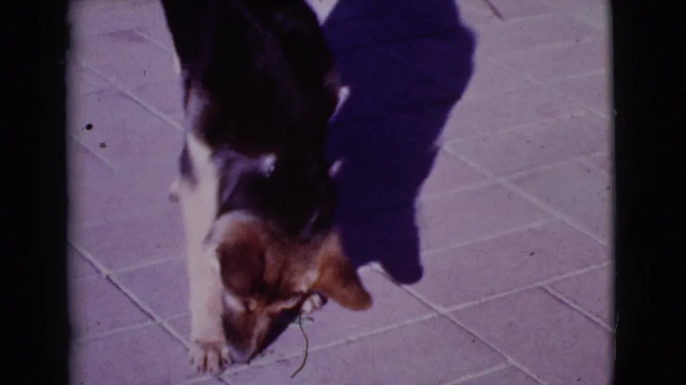 In 1968 Cottonwood, Arizona home-movie footage, a German Shepherd puppy lowers its head toward a leaf on sunlit patio tiles.