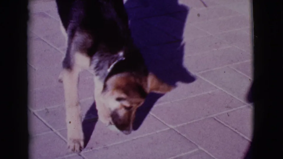 The young German Shepherd stands in hard sunlight on the Cottonwood patio, head lowered toward the tiled surface.