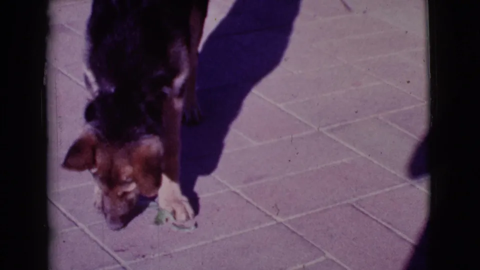 The puppy focuses on a small green leaf on the sunlit patio, framed from above in 1968 Arizona home-movie footage.
