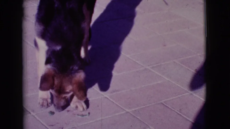 The German Shepherd puppy appears to mouth the leaf on the Cottonwood patio as strong sunlight casts deep shadows nearby.