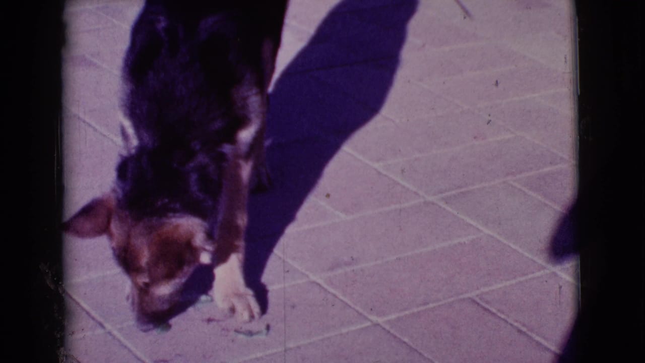 Small dog eating or sniffing on a sunlit sidewalk.