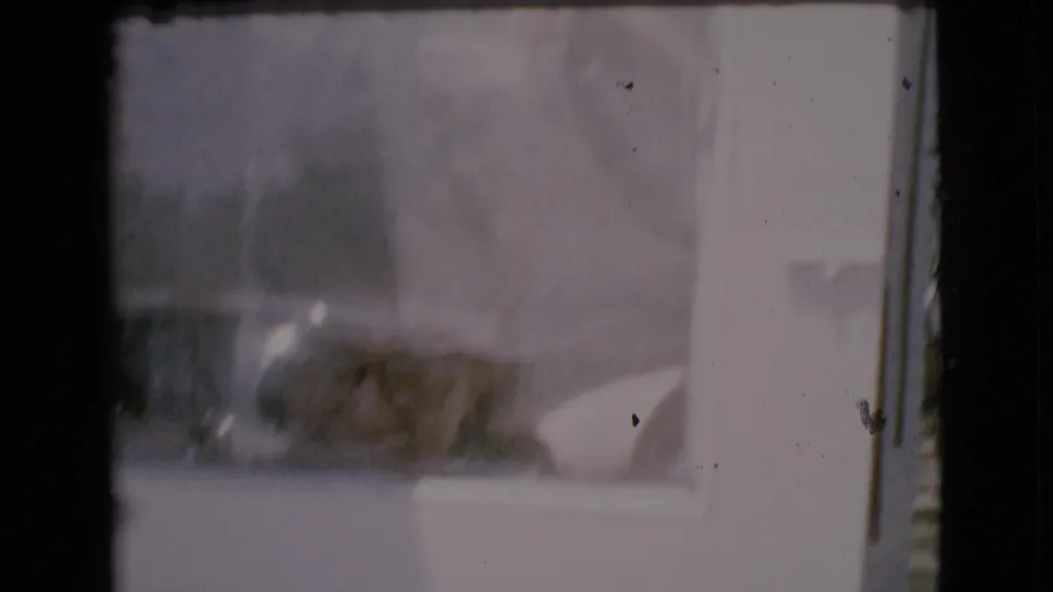 Woman bends toward a small dog near a residence window in 1968 Cottonwood, Arizona home-movie footage.