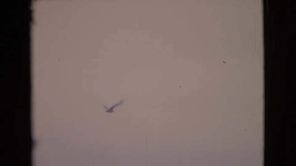 A bird crosses the lower frame over a pale San Diego County coastal view in faded 1968 8mm home-movie footage.