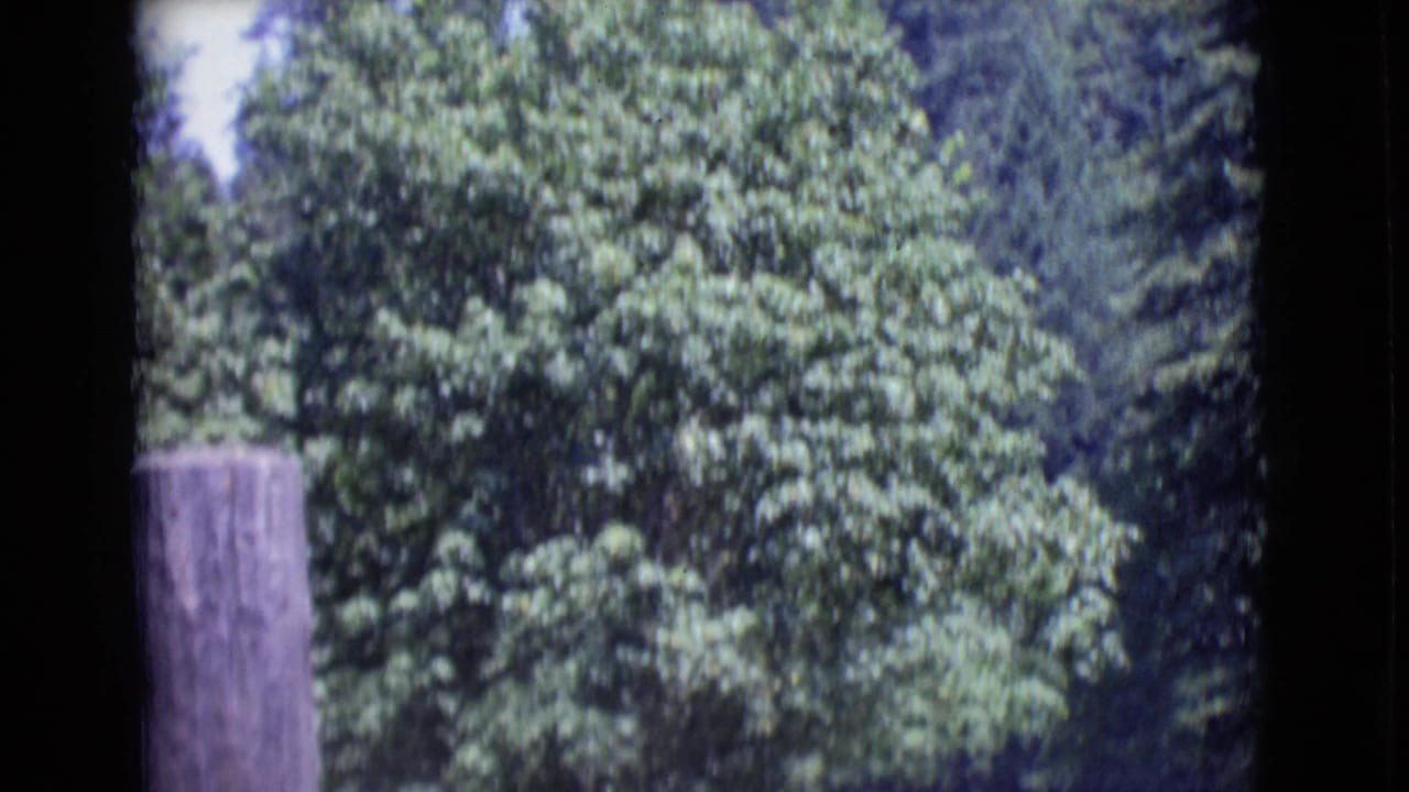 1968 San Diego County frame with a large weathered wooden post, dense trees, and a partly obscured roadside setting.