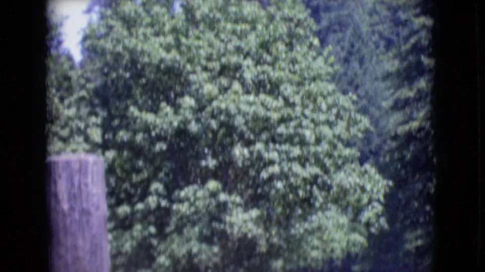 1968 San Diego County frame with a large weathered wooden post, dense trees, and a partly obscured roadside setting.