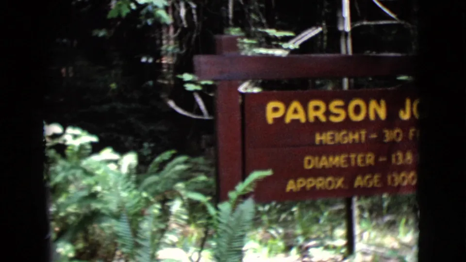 A wooden Parson Jones tree sign appears in a shaded California forest, surrounded by ferns and tree trunks.