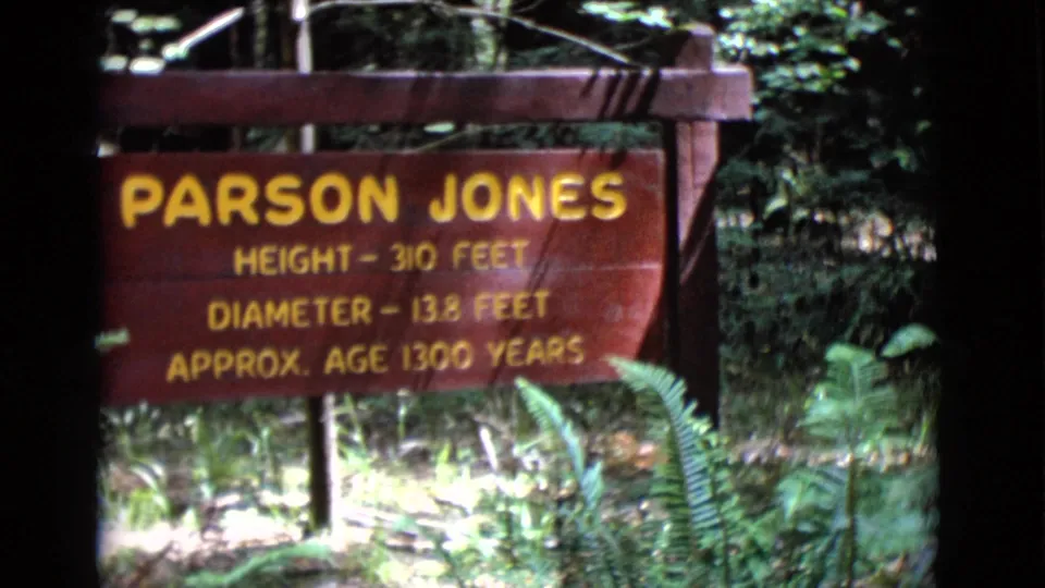 The handheld 8mm frame centers the Parson Jones sign in a shaded forest, with ferns below and dark trees behind it.