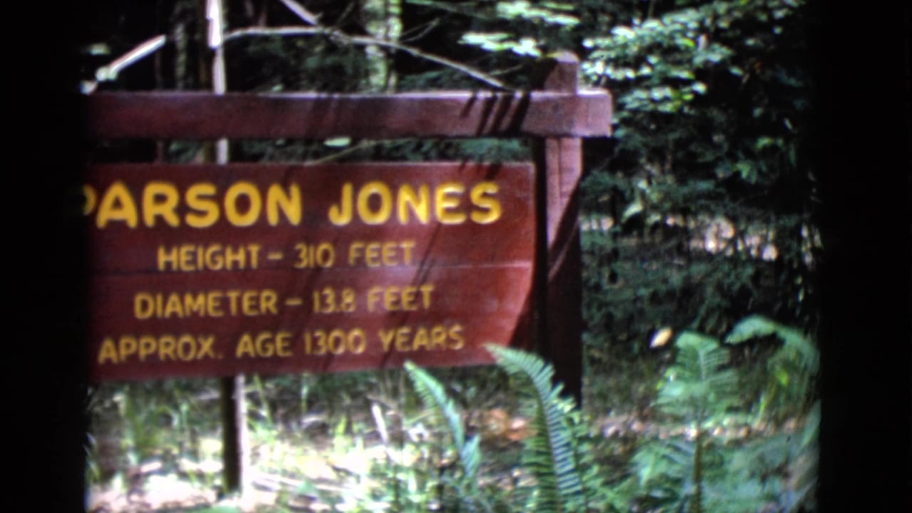 Red Parson Jones wooden sign partly framed by trees and ferns.