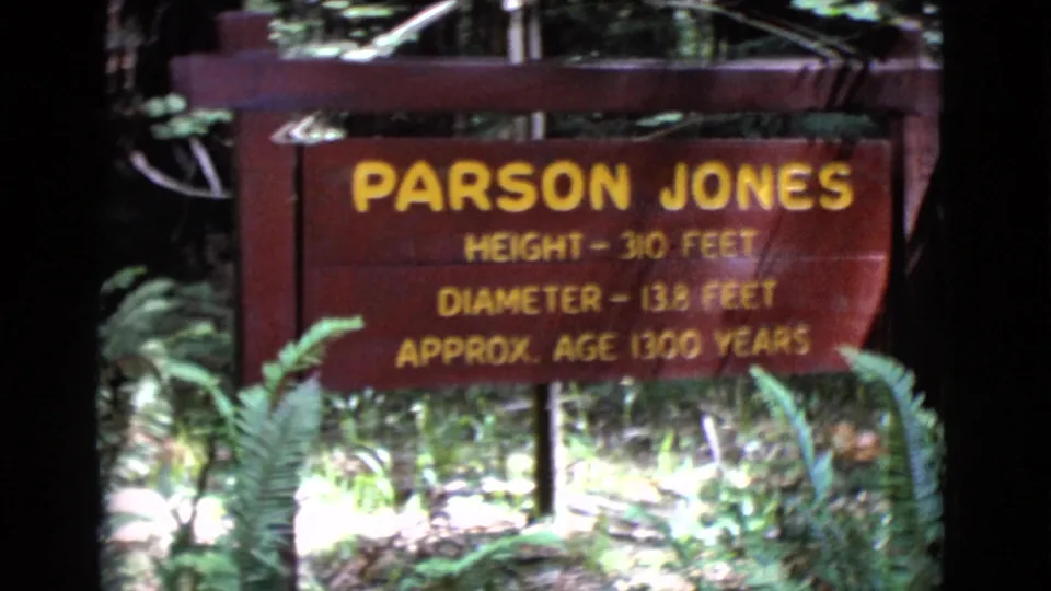 The red Parson Jones sign is more centered, listing height, diameter, and approximate age amid green ferns and woodland shadows.
