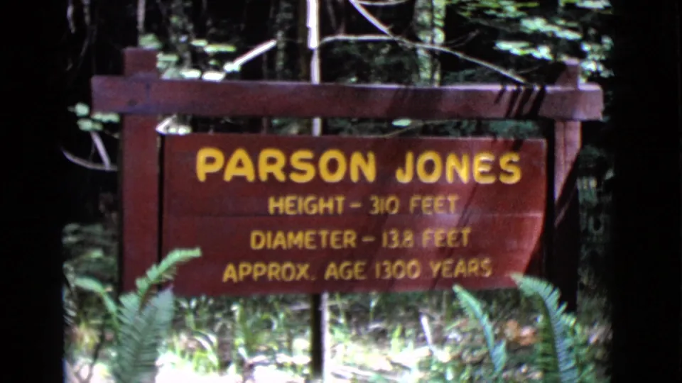 A closer 8mm view shows the red Parson Jones sign and its yellow measurements, with bright ferns and forest growth at the base.