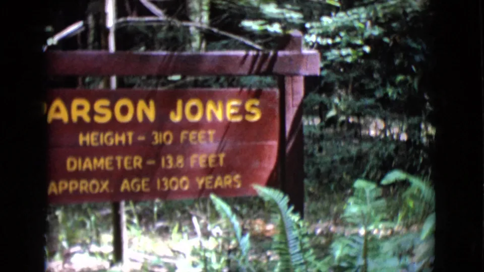 The sign is cropped at the left edge while the surrounding ferns, dark trunks, and wooded background remain visible in the handheld frame.