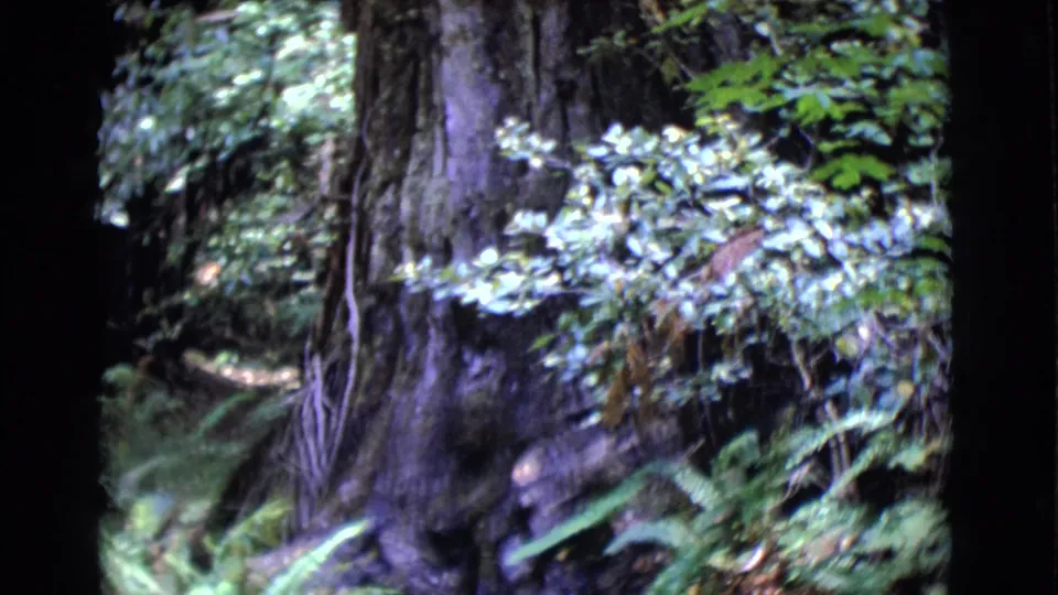 A close view shows the massive tree base with ferns, low branches, and dense forest growth in 1968 home-movie footage.