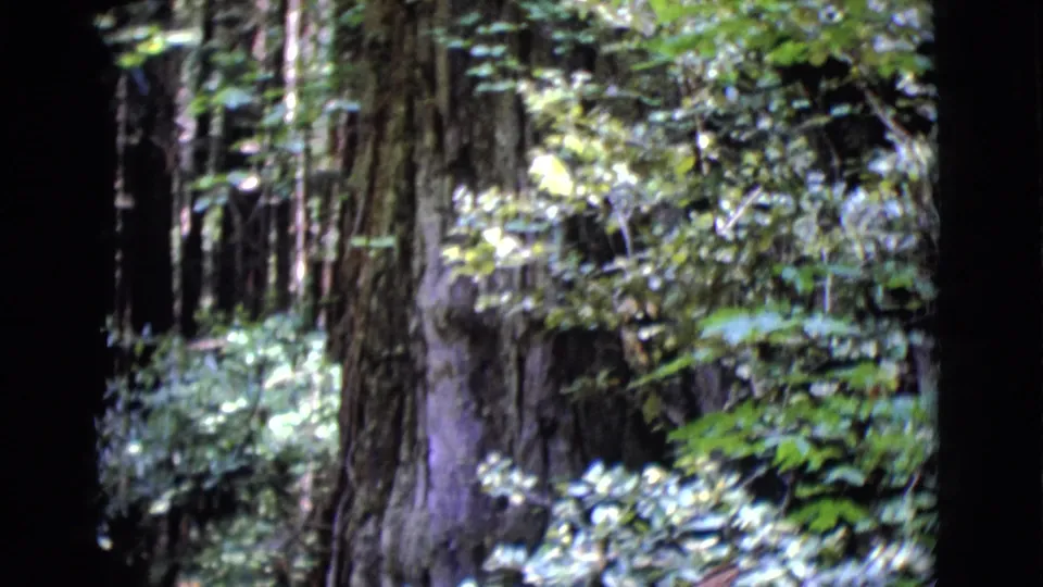 The final frame centers on a tall tree trunk, ferns, and layered green foliage in the Parson Jones tree setting.