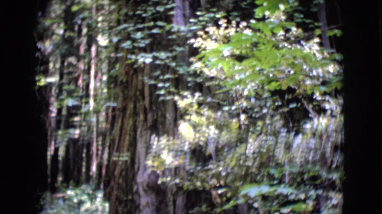 1968 8mm view of dense San Diego County woodland with tall trunks, leafy branches, and dappled light.