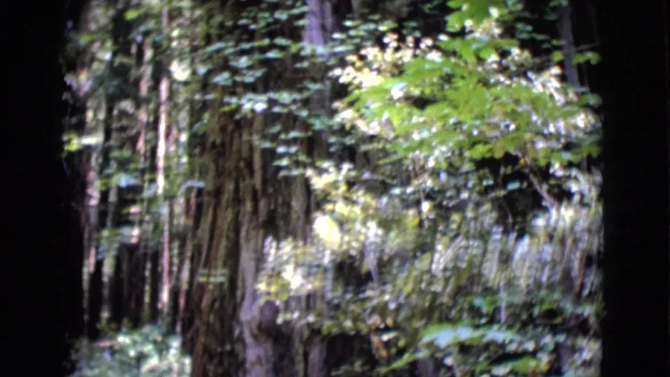 1968 8mm view of dense San Diego County woodland with tall trunks, leafy branches, and dappled light.