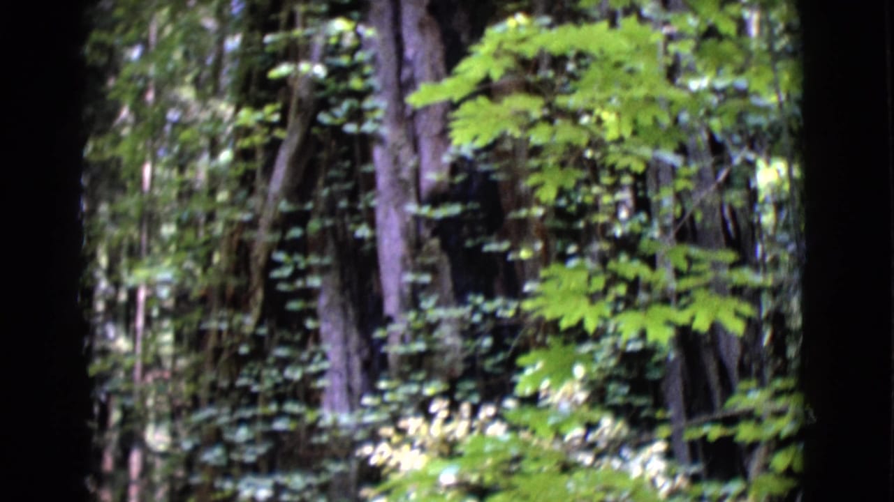 Dense trees and bright green leaves in a shaded forest.