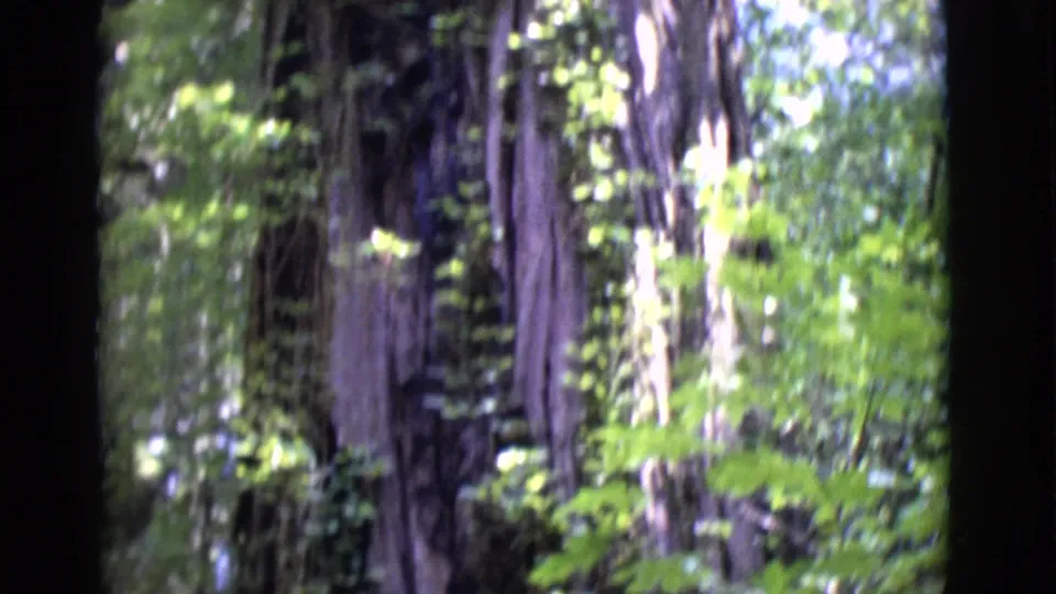 1968 home-movie footage frames thick trunks and green undergrowth in a San Diego County forest, with strong 8mm grain and blur.