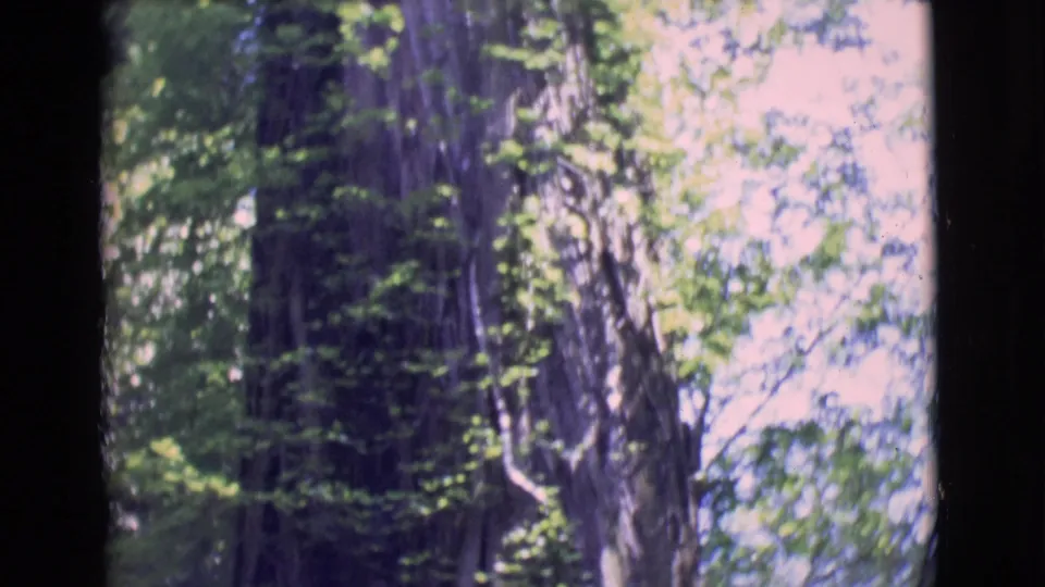 The final 1968 8mm frame shows tall trunks, pale sky, and layered green foliage in a wooded San Diego County setting.