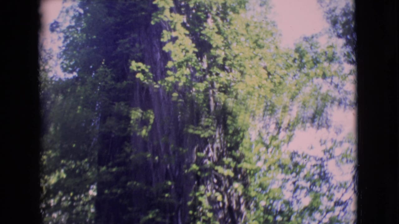 1968 San Diego County 8mm frame looking upward at a large tree trunk, green foliage, and pale sky.