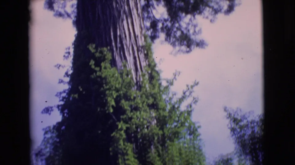 1968 San Diego County home-movie frame showing a tall trunk, climbing greenery, and upper branches against the sky.